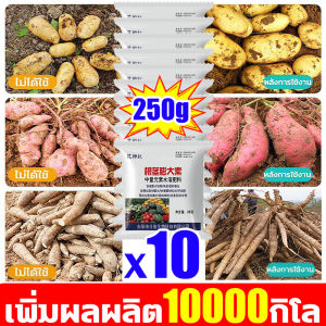 🥇เหง้าใหญ่ขึ้น 10 เท่า🥇ปุ๋ยเร่งหัวมัน ปุ๋ยมันสำปะลัง ปุ๋ยทางใบมันสำปะหลัง ปุ๋ยเกล็ดทางใบ ปุ๋ยกัชชา ปุ๋ยเร่งดอกไม้