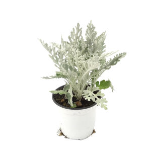 tanaman silver plant - dusty miller - tanaman putri salju