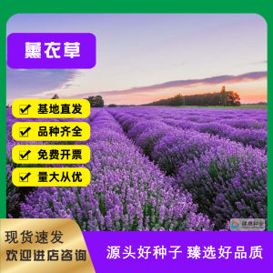 薰衣草种子香草花卉景观花海观赏庭院春播阳台耐寒四季种草花种子