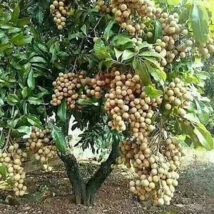 BERBUNGA...Bibit Kelengkeng New Kristal Kondisi sudah BERBUNGA