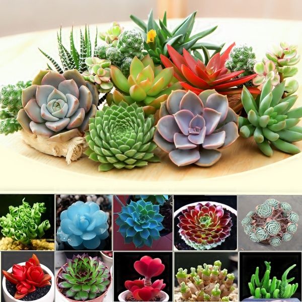 Philippines Ready Stock Mixed Succulent Seeds 50pcs/bag Mixed Lithops ...