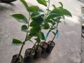 Cây giống Mãng Cầu Xiêm Thái ( mãng cầu gai), cây giao như ảnh chụp. 