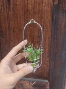 Tillandsia Funkiana Silver set with wire hanger / Air plant / 空气凤梨- 狐狸尾巴