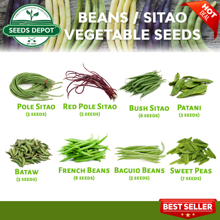 String Beans Sitao French Beans Bush Sitao Red Sitao Baguio Beans
