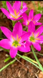 20 củ huệ hồng