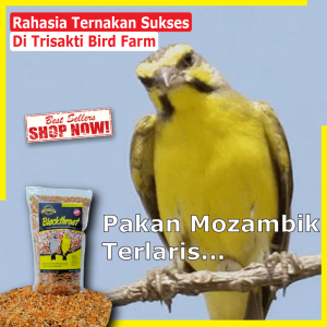 Pakan burung  Spesial Burung BlacktoatSanger dan Mozambik untuk harian dan Breeding kemasan 1 Kg