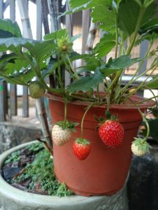 Dâu tây NHẬT HANA ( combo 10 cây mô vỉ - chuẩn giống)