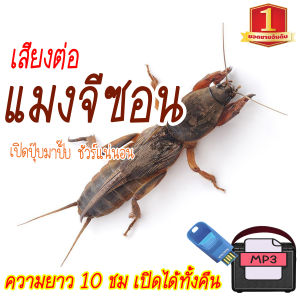 TJ Shop เสียงต่อแมงจีซอน แฟลชไดร์ฟ USB ความยาว 10 ชม. เปิดถึงเช้า เสียงแมงจีซอน เสียงดังฟังชัด เสียงดังฟังชัด100%