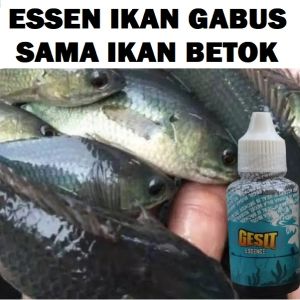 GESIT Essen Ikan Gabus Sama Betok Paling Gacor Isi 30ml