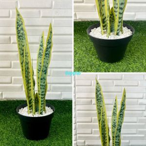 Pohon Artificial Tanaman Hias Lidah Mertua Latex Variasi Warna Pot Dasar Hitam Dekorasi Ruangan Pajangan Aesthetic