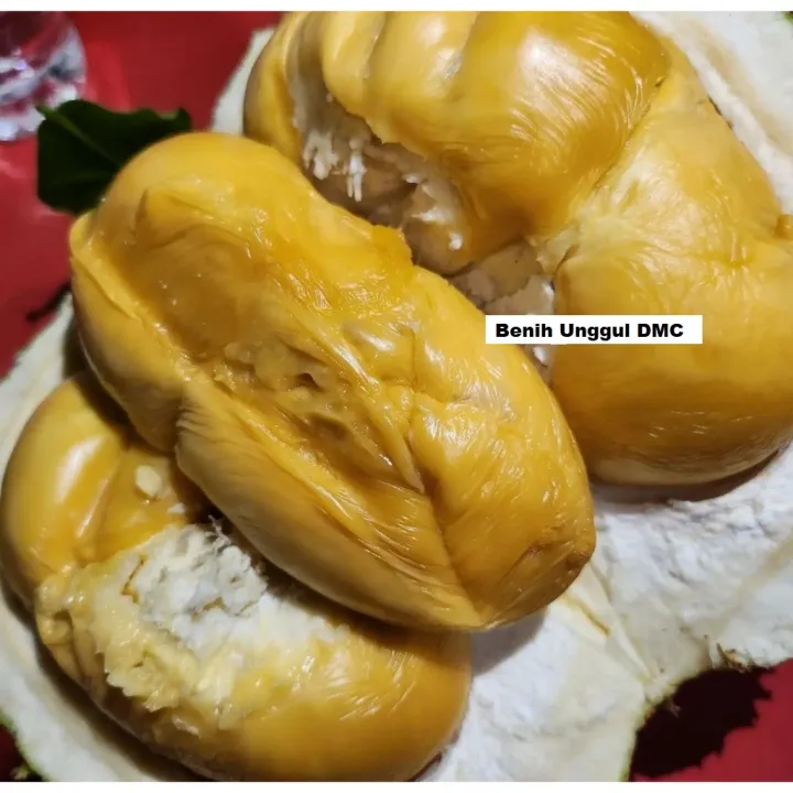 Bibit%20Durian%20Ochee%20Super%20-%20Image%204