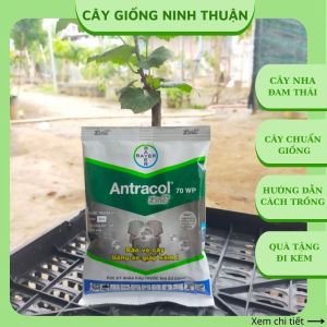 Thuốc Antracol 70WP trừ nấm bệnh sương mai cho cây trồng gói 100g TN01