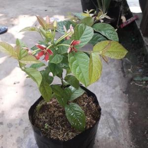 TANAMAN HIAS MELATI BELANDA / TANAMAN RAMBAT MELATI