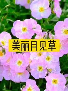 พันธุ์ดอกไม้อีฟนิ่งพริมโรสที่สวยงามการหว่านสี่ฤดูการออกดอกง่ายดอกไม้ระเบียงลานดอกไม้พันธุ์ดอกไม้กลางแจ้ง