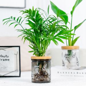 Water Plant Pot Plastic Transparent Hydroponic Small Pots for Indoor Water Garden or Plants Lazy Flower Pot Automatic Water Absorbing Self-Watering Flowerpot Soilless Planting Gardening Planter Home Decor