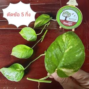 (ข้อติดใบ ตัดสด) พลูด่างราชินีสีทอง พลูทอง พลูด่าง พลูประดับ พลูราชินี สีทอง ไม้มงคล ไม้ฟอกอากาศ อวบน้ำ ต้นไม้ ไม้ใบ ใบด่าง ด่าง ด่างเทพ