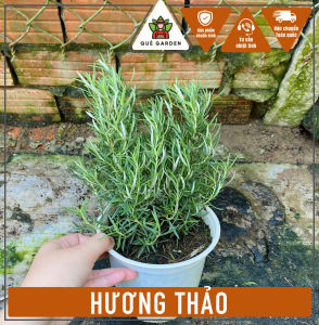 Cây Hương Thảo (Rosemary) - Chiều cao tổng tầm 20-30 cm - Gia vị ngoại thơm!
