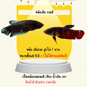betta หม้อเมีย ลูกไล่ - พาล - หรือเพาะเลี้ยง   รวมสี ไม่เลือกสี (รับประกันสินค้า)