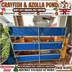 AZOLLA  pond fish tank 6x2x1ft 1pc only. TRAPOND SURE SA TIBAY