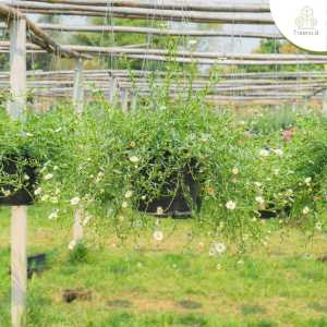 Treeno.9 T219 เดซี่ดอกไข่ดาว กระถาง 8นิ้ว (egg daisy) ฟอร์มสวย ไม้ฟอกอากาศ ไม้แดด พุุ่มน่ารัก ลีสันสดใสเลี้ยงชอบแดด