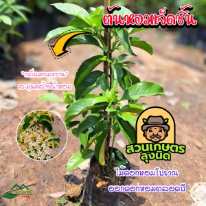 ต้นหอมเจ็ดชั้น1ต้น สูง 40–50 ซม. ไม้ดอกหอม ไม้ประดับบ้านและสวน พร้อมปลูก