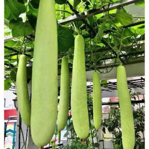 Hạt giống bầu trắng siêu dài nguyên gói 30 hạt nội địa Trung