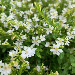 Purple Taiwan Flower / 台湾紫花 / Bunga Taiwan Ungu / ताइवान बैंगनी फूल (Singapore: Beauty Taiwan Plant) – Bright Purple Blo