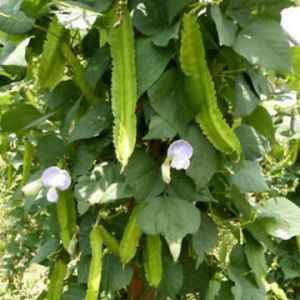 BIJI BENIH TANAMAN KECIPIR HIJAU/KACANG BOTOL