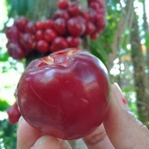Bibit Jambu Hutan Endmeic🌱Buah ini Memiliki Rasa Buah Yang Manis Dan Beda Seperti Jambu Yg Lain Hasil okulasi di jamin cepat berbuah Tinggi bibit 35cm🌷 Melayani sistem (COD)Bayar Di Tempat