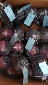 bibit kecambah polong sawit SOCFINDO UNGGUL