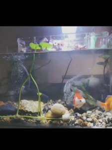 Fishbowl Maintenance For Home Aquarium In Bucket Oxygenation Pump