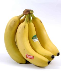 Bibit Buah Pisang Cavendish Terlaris