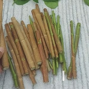 กิ่งเพรมน่า สำหรับทำบอนไซ กิ่งเพรมน่าไต้หวันใบเขียว ตัดคละไซด์ พร้อมส่งปักชำ 1 ชุด 20 กิ่ง และแถมกิ่งขนาดต่างๆไปด้วยคับ