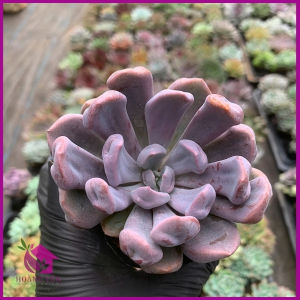 🌵 Sen Đá Size Bầu – Đa Dạng Chủng Loại Dễ Chăm