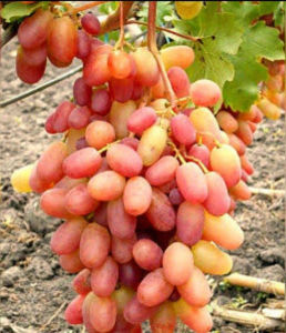 BIBIT ANGGUR IMPORT JULIAN HAISL GRAFTING KUALITAS SUPER