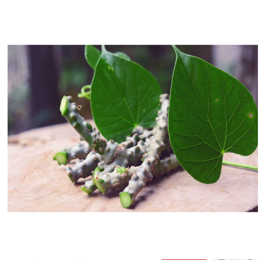 C%C3%A2y%20th%E1%BA%A7n%20th%C3%B4ng%20kh%C3%B4%20500gr%20(%20d%C3%A2y%20c%C3%B3c,%20d%C3%A2y%20k%C3%AD%20ninh)%20-%20Image%204