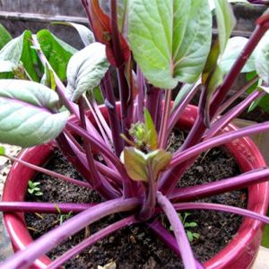 Biji Bernih Sawi Merah (150 Seeds)/四季红菜苔种子/Red Choy Sum Seeds
