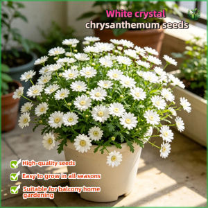 White Crystal Chrysanthemum Flower Seeds Easy To Grow Herb Seeds for Planting High Yield Suitable for Novice Growers Plant Seeds for Year-round Balcony Potted Plants Seed and Small Courtyard Plant Cultivation Seeds High-yielding Seeds 100% Original Seeds