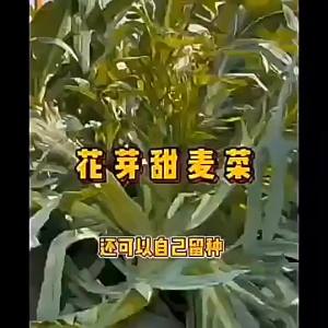 Sweet flower sprouts broccoli leafy greens small green vegetables new season vegetables