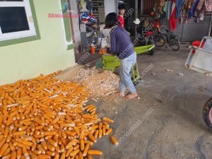Máy Tách Bắp Ngô Siêu Sạch Không Vỡ Hạt Không Vỡ Cùi