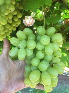 [Hot Selling] Anak Pokok Anggur Terus Dari Ladang/Live Plants Grape #kitchengarden