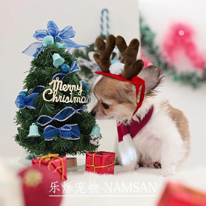 Festive Pet Antler Headband +Scarf Set Dress Up Your Furry Friend! Christmas Photo Props for Dogs and Cats Accessories