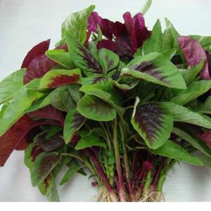Hạt giống Dền khoang gói 20gram Tỷ lệ nảy mầm >90% Độ thuần >99% Xuất xứ Việt nam