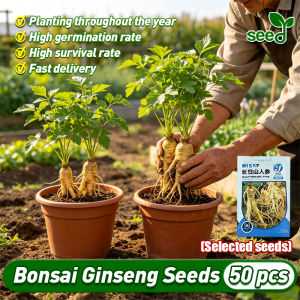[Selected Seeds] 50pcs/pack Authentic Ginseng Seeds Ginseng Plants Seeds for Planting Panax Schinseng Herb Seeds Bonsai Tree Seeds Korean Ginseng Root Seeds Ginseng Live Plants for Sale Real Plants Vegetables Seeds for Planting Garden Ginseng Seedlings