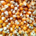 Jagung pipil kering 250 gram. 