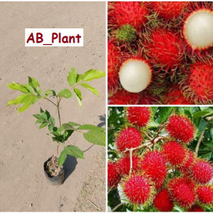 Bibit Rambutan Garuda Besar Hasil Okulasi Siap Berbuah