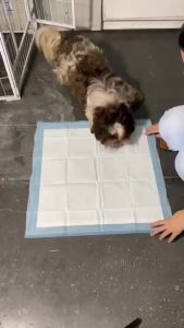 100pcs/50pcs/40pcs Pee Pad Per Pack Pee Pads For Dogs Puppy Cat Wee Pee Poop Training Pads 宠物尿垫