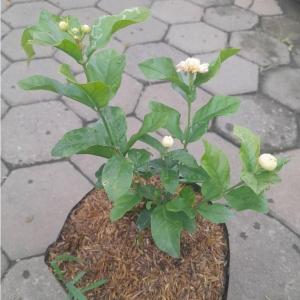 Arabian Jasmine (Jasminum sambac) - - Pokok Melur Arab - अरबी चमेली का पौधा Arabian Jasmine – Fragrant Blooms Spiritual Use Easy Care Evergreen Shrub Balcony Friendly LIVE PLANT