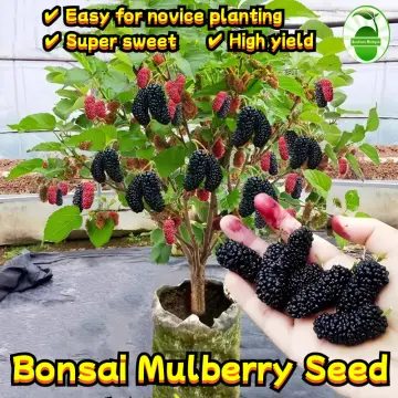 Mulberry price in malaysia on sale