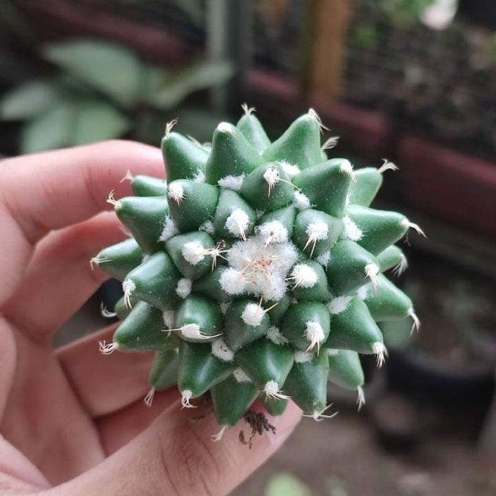 Kaktus%20mammillaria%20erusamu%20import%20-%20Image%204